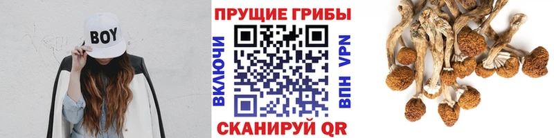 Галлюциногенные грибы прущие грибы  Краснознаменск 